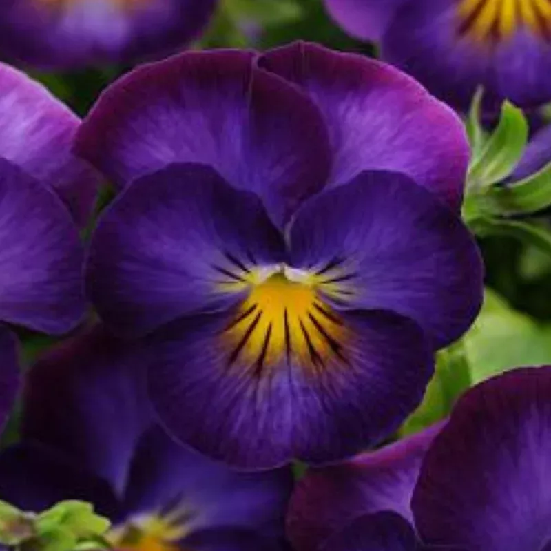 halo-violet-viola Halo Violet Viola