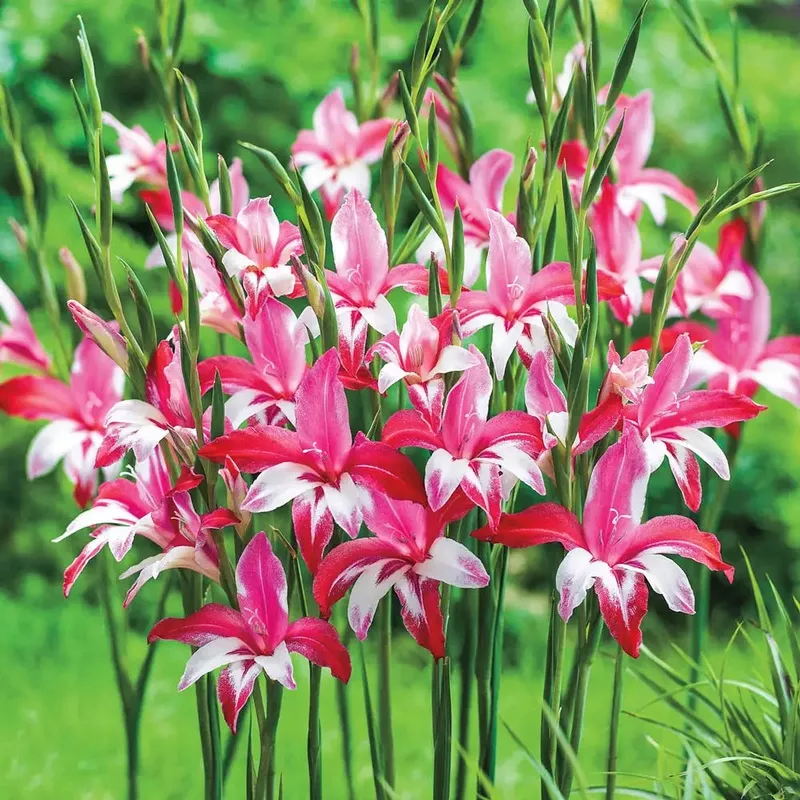 Hardy Gladiolus Galaxian
