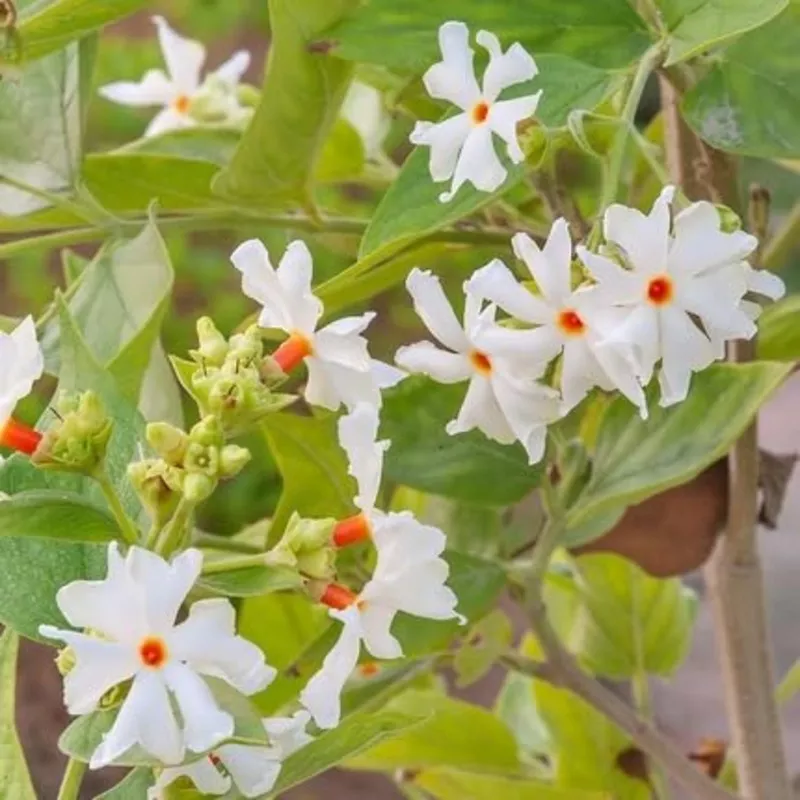 harsingar-flower-heirloom-non-gmo-seeds Harsingar Flower – Heirloom, Non – Gmo Seeds
