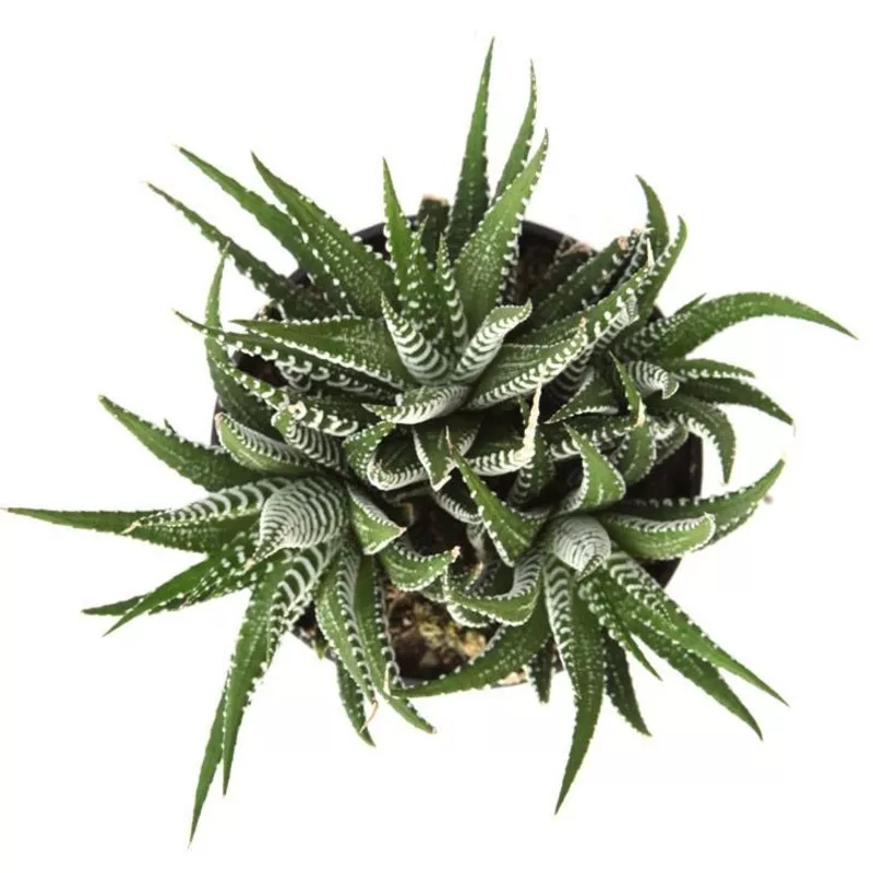 haworthia-fasciata-zebra-plant Haworthia fasciata ‘Zebra Plant’