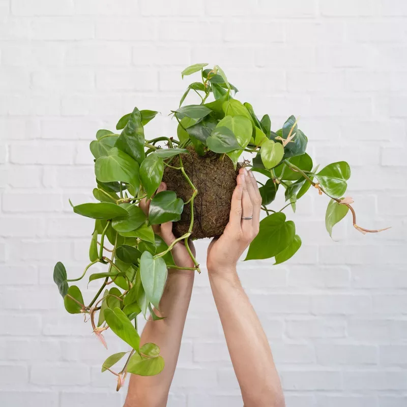 Heart Leaf Philodendron Mossball