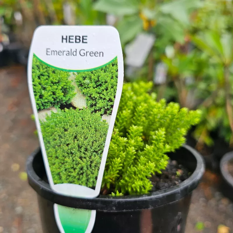 hebe-emerald-green Hebe Emerald Green