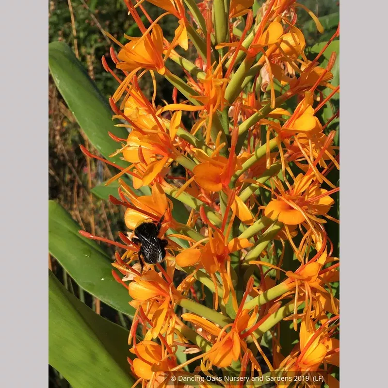 hedychium-coccinea-tara Hedychium coccinea ‘Tara’