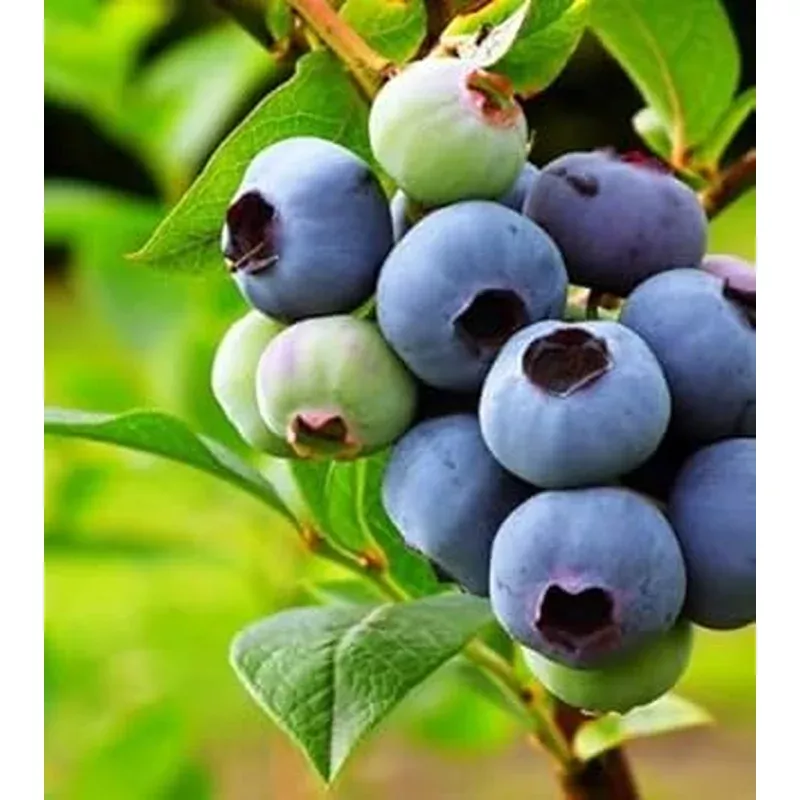heidelbeeren-seeds-planting-kit-growing-fresh-blueberries Heidelbeeren Seeds Planting Kit for Growing Fresh Blueberries