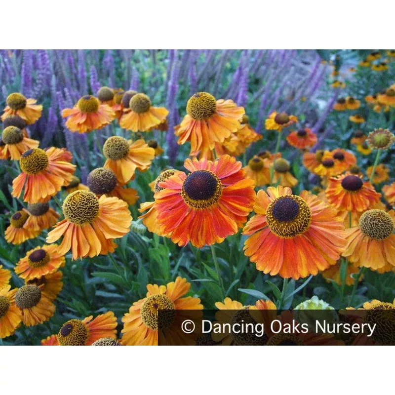 Helenium ‘Helbro’ MARDI GRAS’ PP15124 false sunflower or Helen’s flower