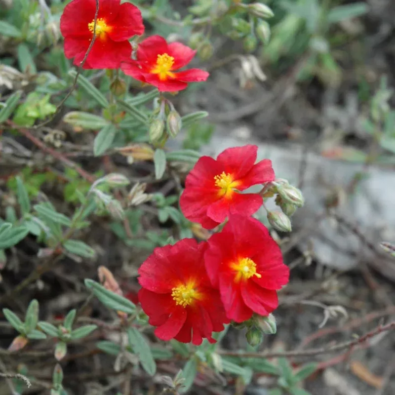 helianthemum-primrose HELIANTHEMUM PRIMROSE