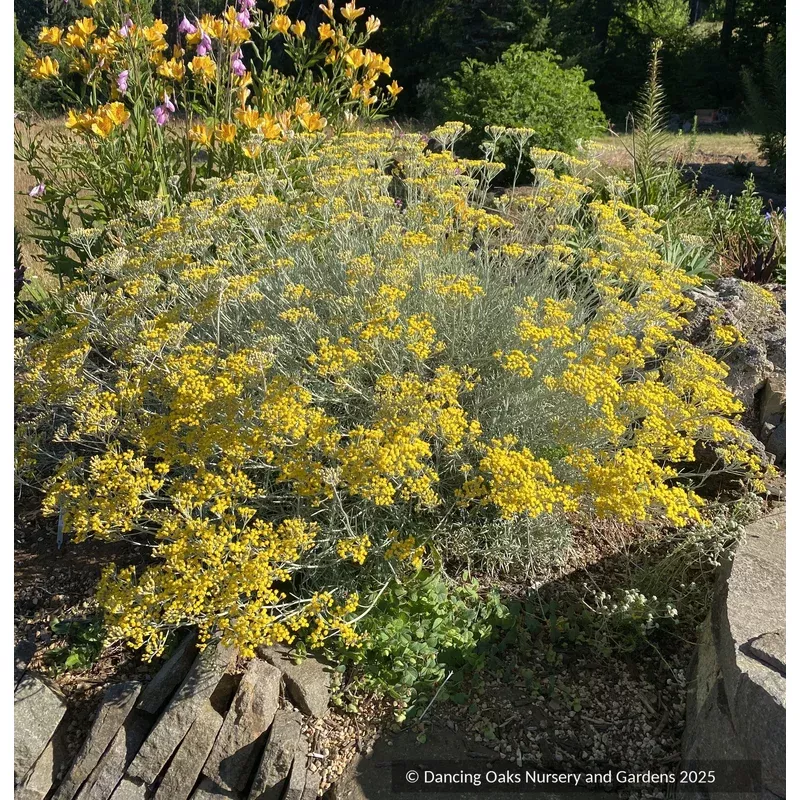 Helichrysum italicum ‘Miel et Curry’ Curry Plant