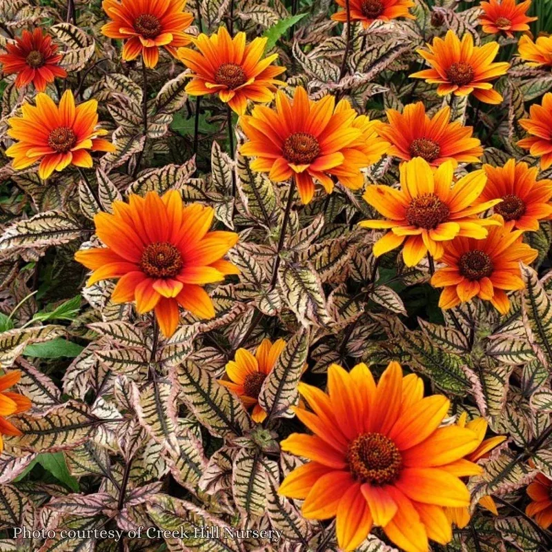 heliopsis-orange-marble-false-sunflower Heliopsis ‘Orange Marble’ False Sunflower