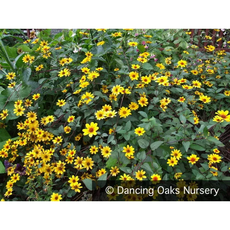heliopsis-prairie-sunset-ppaf Heliopsis ‘Prairie Sunset’ PPAF