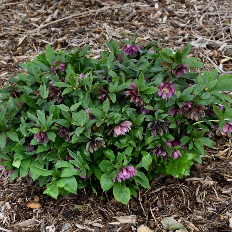 helleborus-maid-honor HELLEBORUS MAID OF HONOR