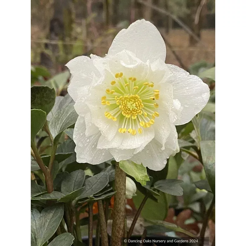 Helleborus niger Snowbells’ Christmas Rose
