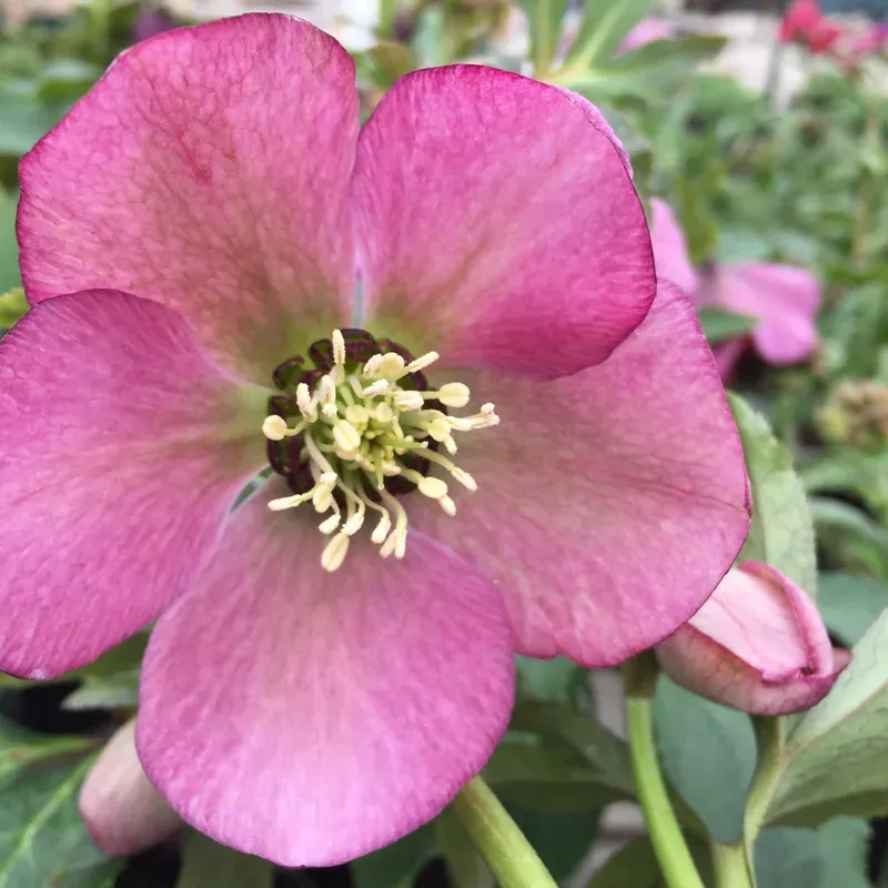 helleborus-paris-in-pink HELLEBORUS PARIS IN PINK