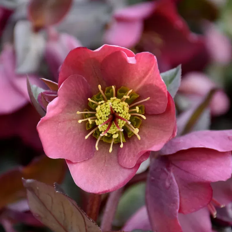 helleborus-penny-s-pink HELLEBORUS PENNY’S PINK