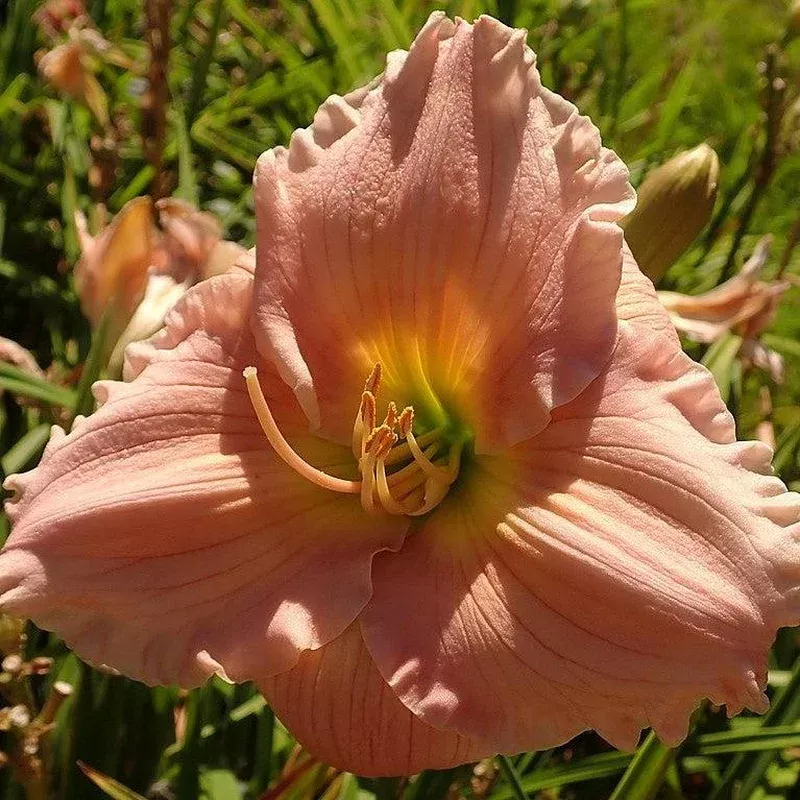 hemerocallis-barbara-mitchell-barbara-mitchell-daylily Hemerocallis ‘Barbara Mitchell’ ~ Barbara Mitchell Daylily
