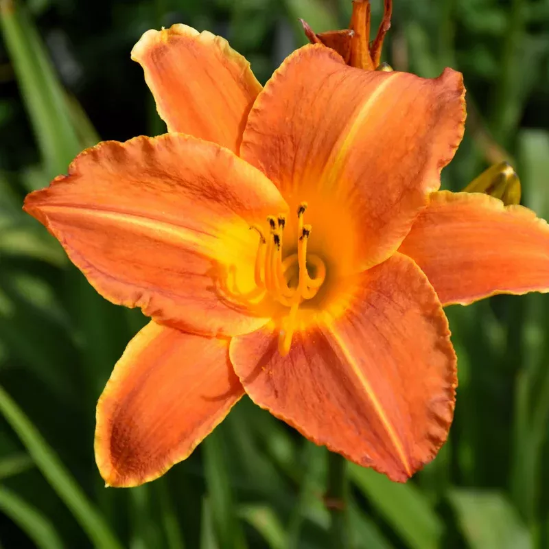 hemerocallis-bright-sunset HEMEROCALLIS BRIGHT SUNSET