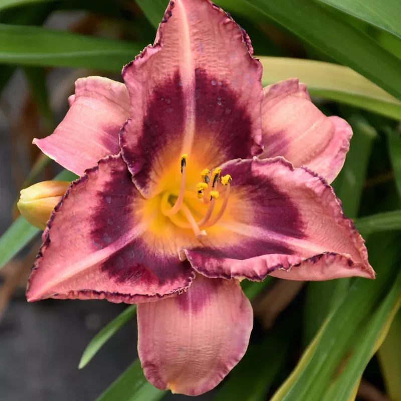 hemerocallis-just-plum-happy HEMEROCALLIS JUST PLUM HAPPY