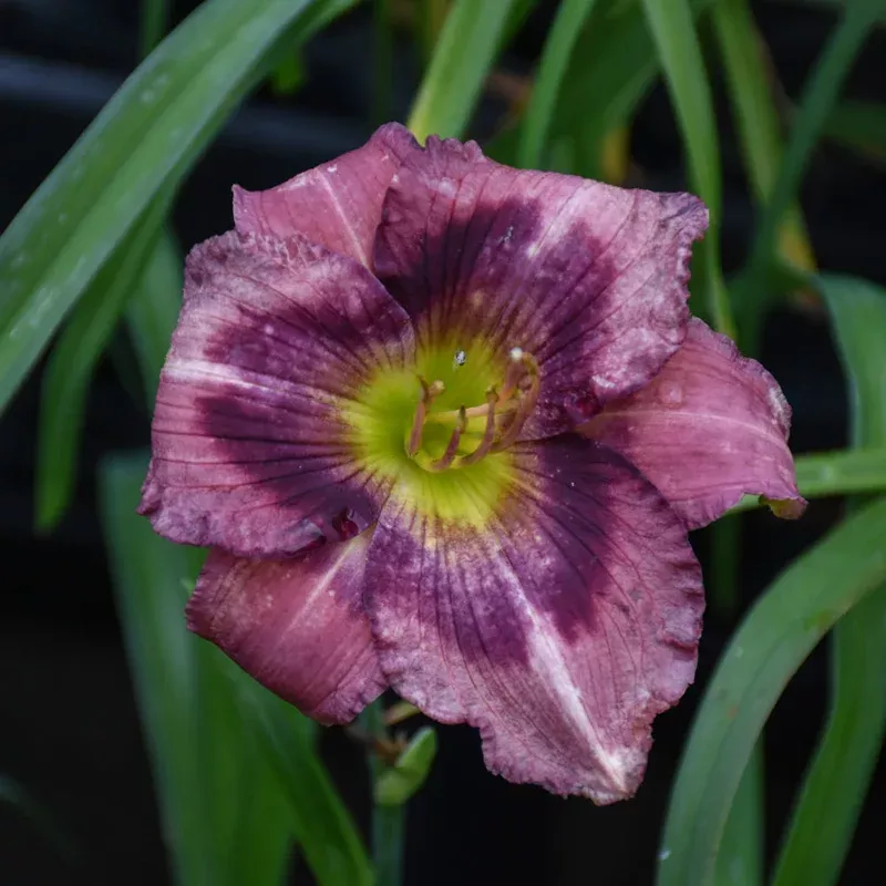 hemerocallis-kansas-kitten HEMEROCALLIS KANSAS KITTEN