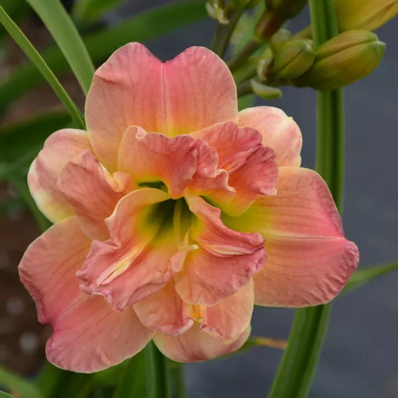 hemerocallis-lacy-doily HEMEROCALLIS LACY DOILY