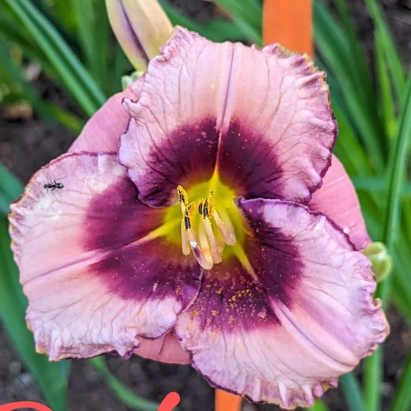hemerocallis-macbeth-macbeth-daylily Hemerocallis ‘Macbeth’ ~ Macbeth Daylily