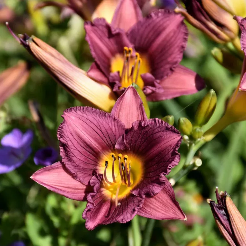hemerocallis-purple-de-oro HEMEROCALLIS PURPLE DE ORO