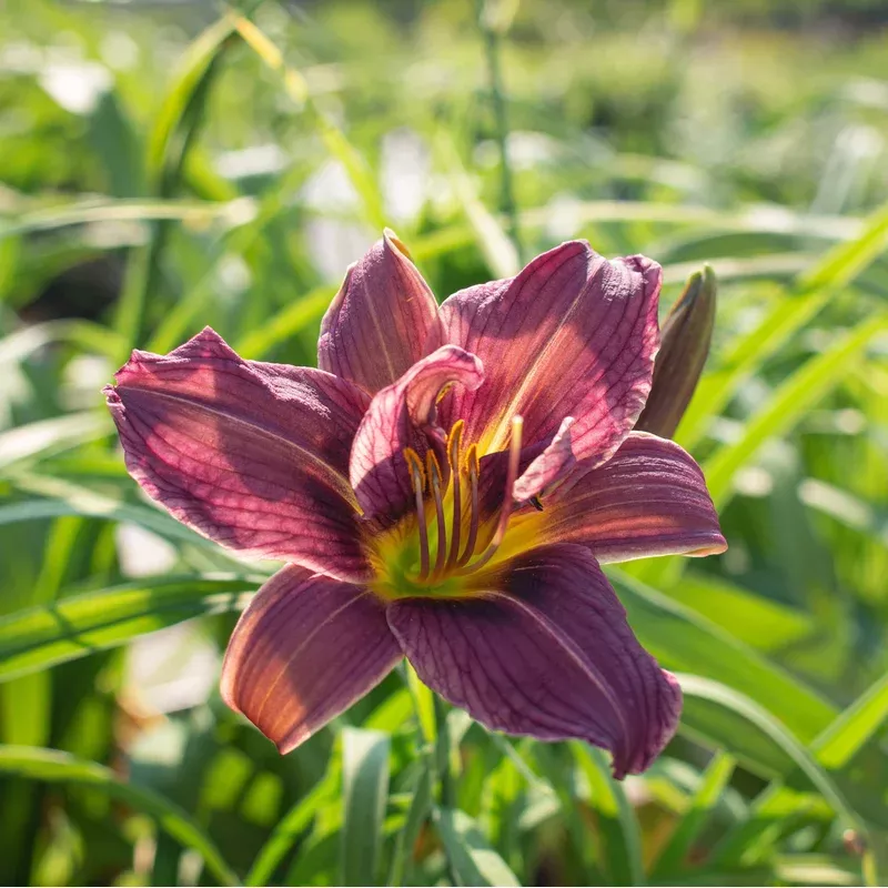 Hemerocallis ‘Royal Eventide’ ~ Royal Eventide Daylily