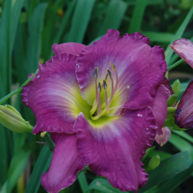 hemerocallis-unchartered-waters HEMEROCALLIS UNCHARTERED WATERS