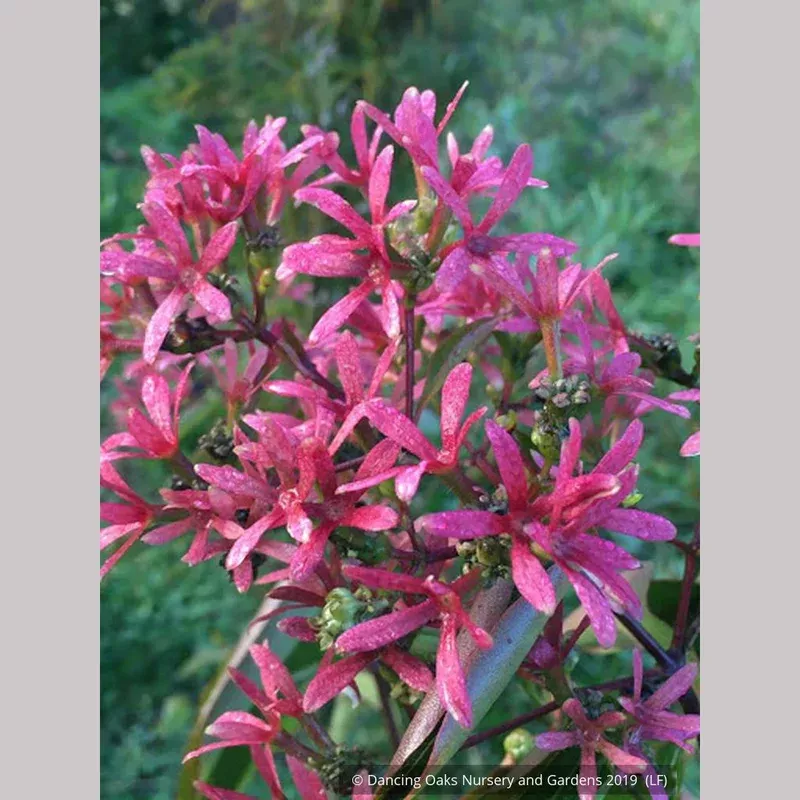 heptacodium-miconioides-seven-son-flower Heptacodium miconioides Seven-son flower