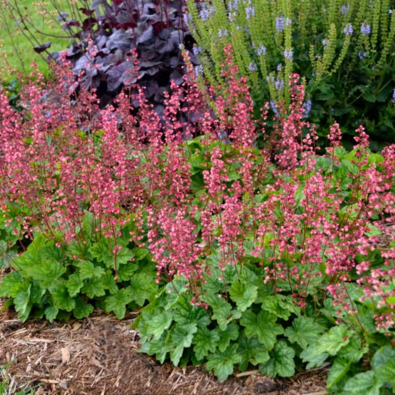 heuchera-berry-timless-2l-pot Heuchera Berry Timless | 2L Pot