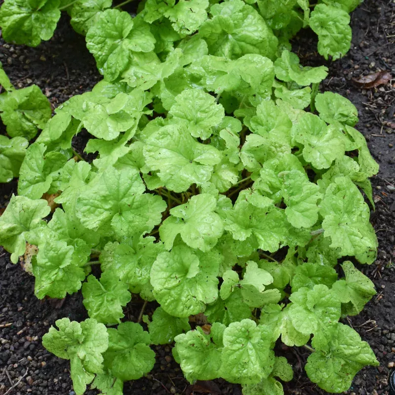 heuchera-dolce-pistachio-ambrosia HEUCHERA DOLCE PISTACHIO AMBROSIA