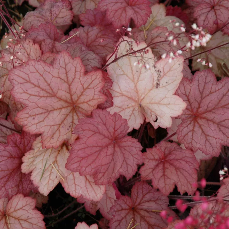 heuchera-georgia-peach HEUCHERA GEORGIA PEACH