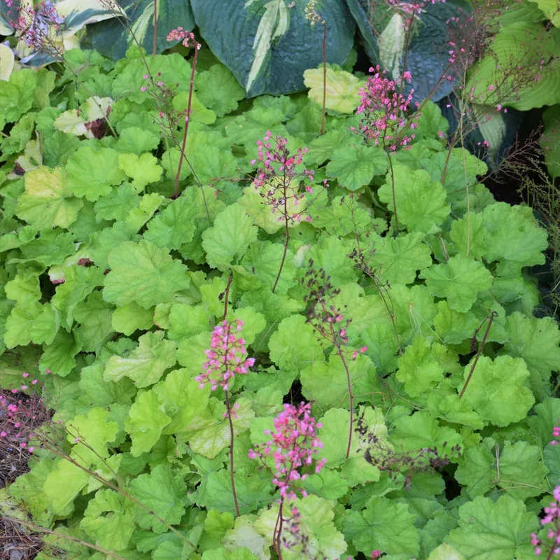 heuchera-primo-pretty-pistachio HEUCHERA PRIMO PRETTY PISTACHIO