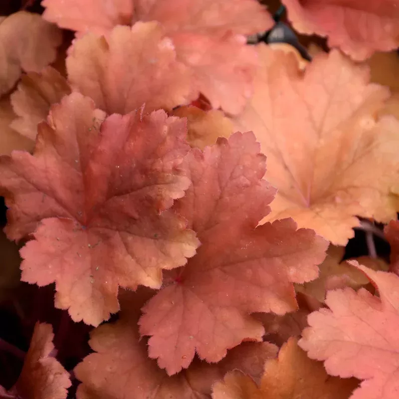 heuchera-rio HEUCHERA RIO