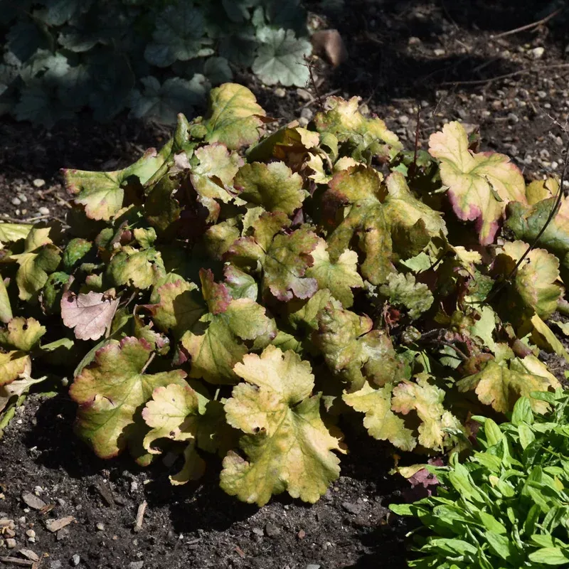 heuchera-toffee-tart HEUCHERA TOFFEE TART