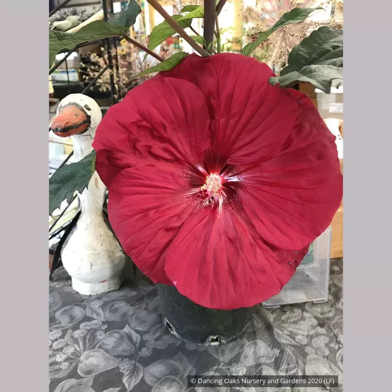 hibiscus-mars-madness-ppaf-hardy-hibiscus Hibiscus ‘Mars Madness’ PPAF Hardy Hibiscus