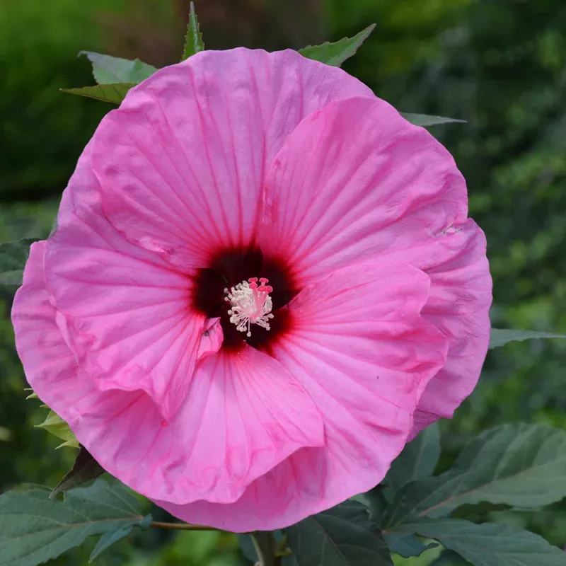 hibiscus-summerific-candy-crush HIBISCUS SUMMERIFIC CANDY CRUSH