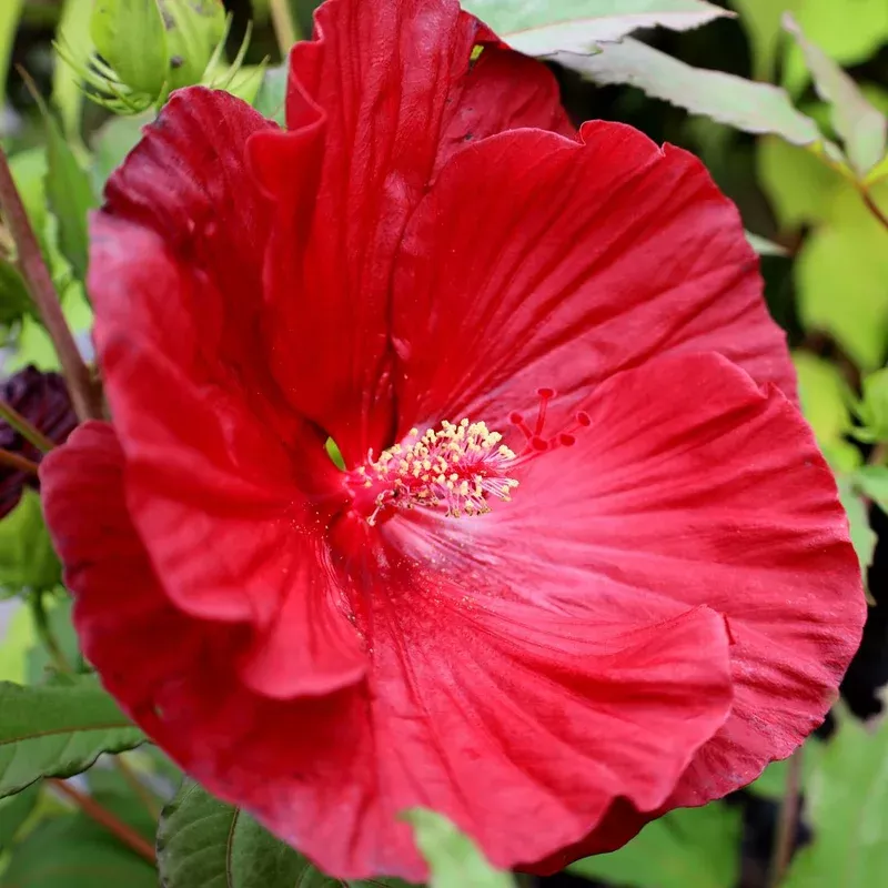 Hibiscus Summerific Cranberry Crush