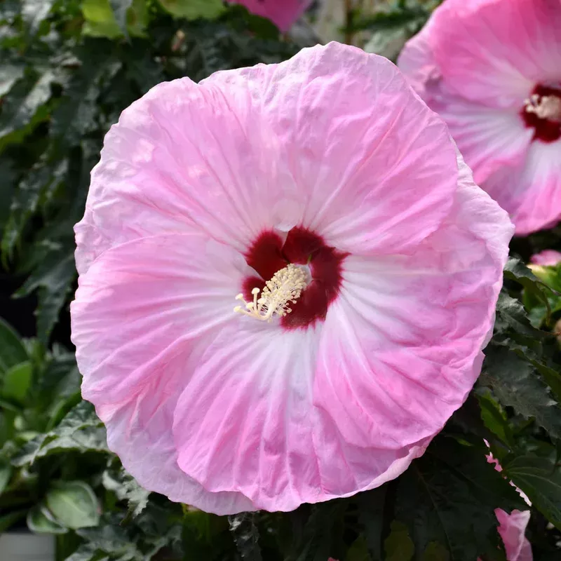hibiscus-tie-dye HIBISCUS TIE DYE