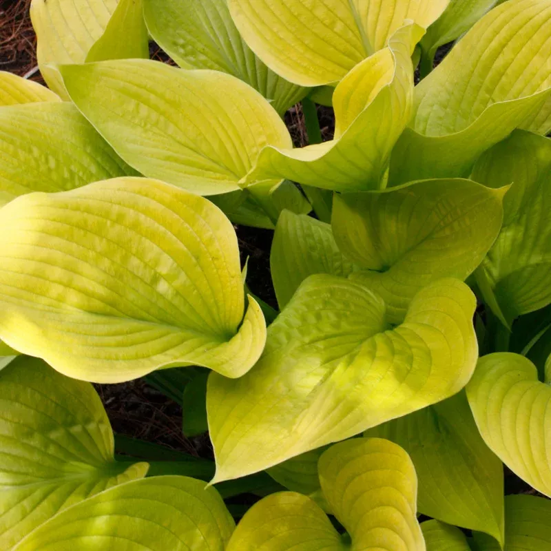 hosta-age-gold HOSTA AGE OF GOLD