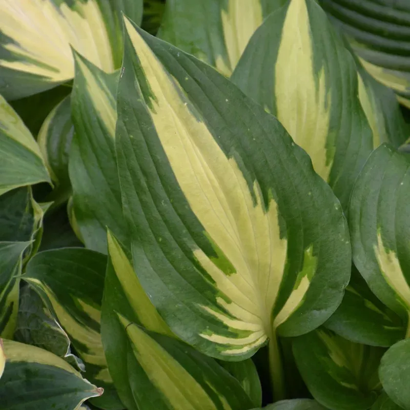 hosta-christmas-candy HOSTA CHRISTMAS CANDY