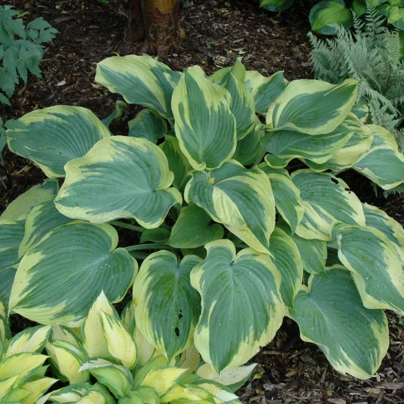 hosta-earth-angel HOSTA EARTH ANGEL