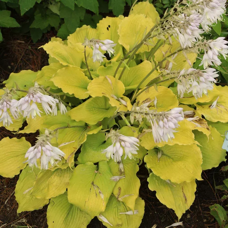 hosta-echo-sun HOSTA ECHO THE SUN