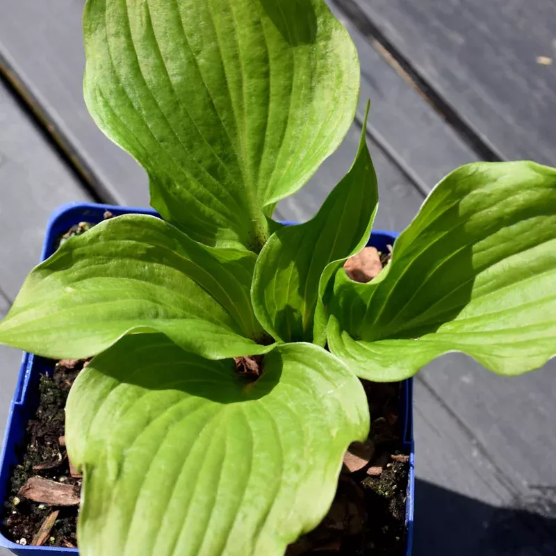 hosta-gooseberry-sundae HOSTA GOOSEBERRY SUNDAE