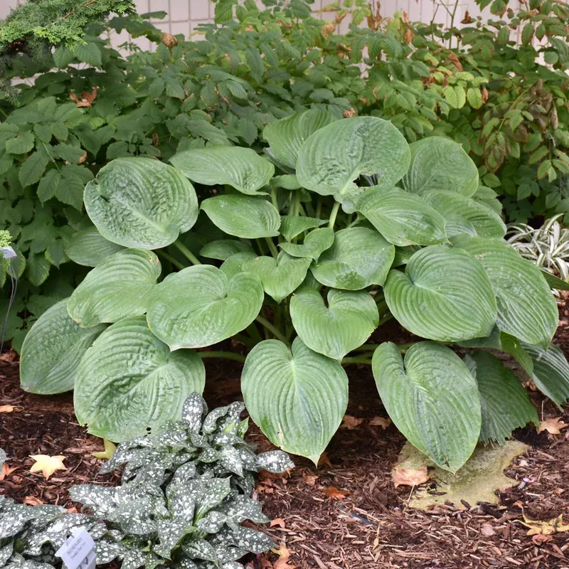 HOSTA HUMPBACK WHALE