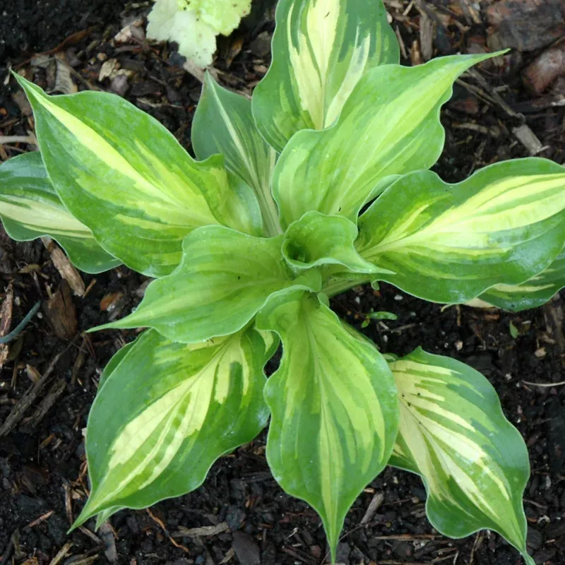 hosta-lakeside-paisley-print HOSTA LAKESIDE PAISLEY PRINT