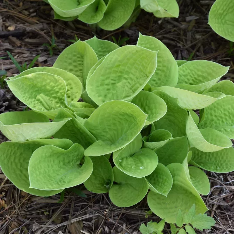 hosta-maui-buttercups HOSTA MAUI BUTTERCUPS