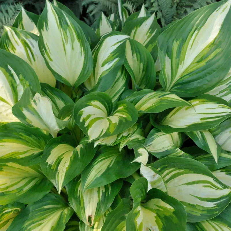 hosta-miss-america HOSTA MISS AMERICA