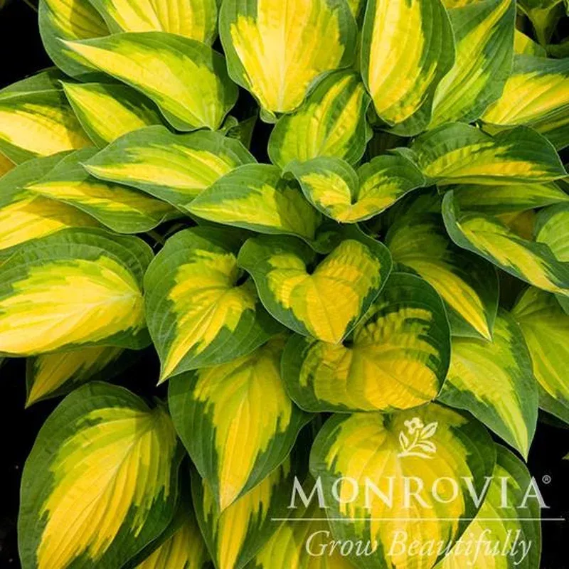 hosta-orange-marmalade-monrovia-orange-marmalade-hosta Hosta ‘Orange Marmalade’ ~ Monrovia Orange Marmalade Hosta