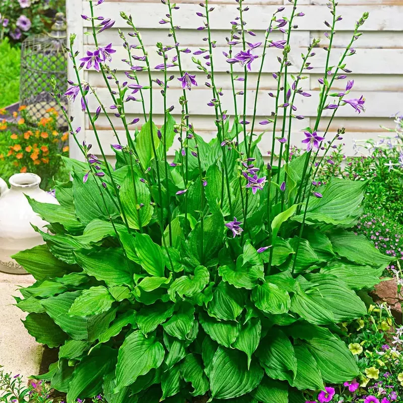 hosta-purple-sensation Hosta Purple Sensation