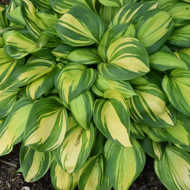 hosta-rainbows-end HOSTA RAINBOWS END