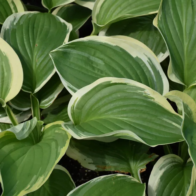 hosta-royal-wedding HOSTA ROYAL WEDDING